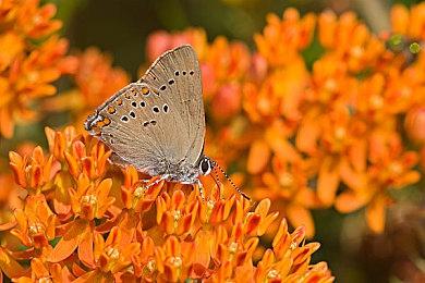 蓝色起源New Glenn火箭延期 1月16日首飞